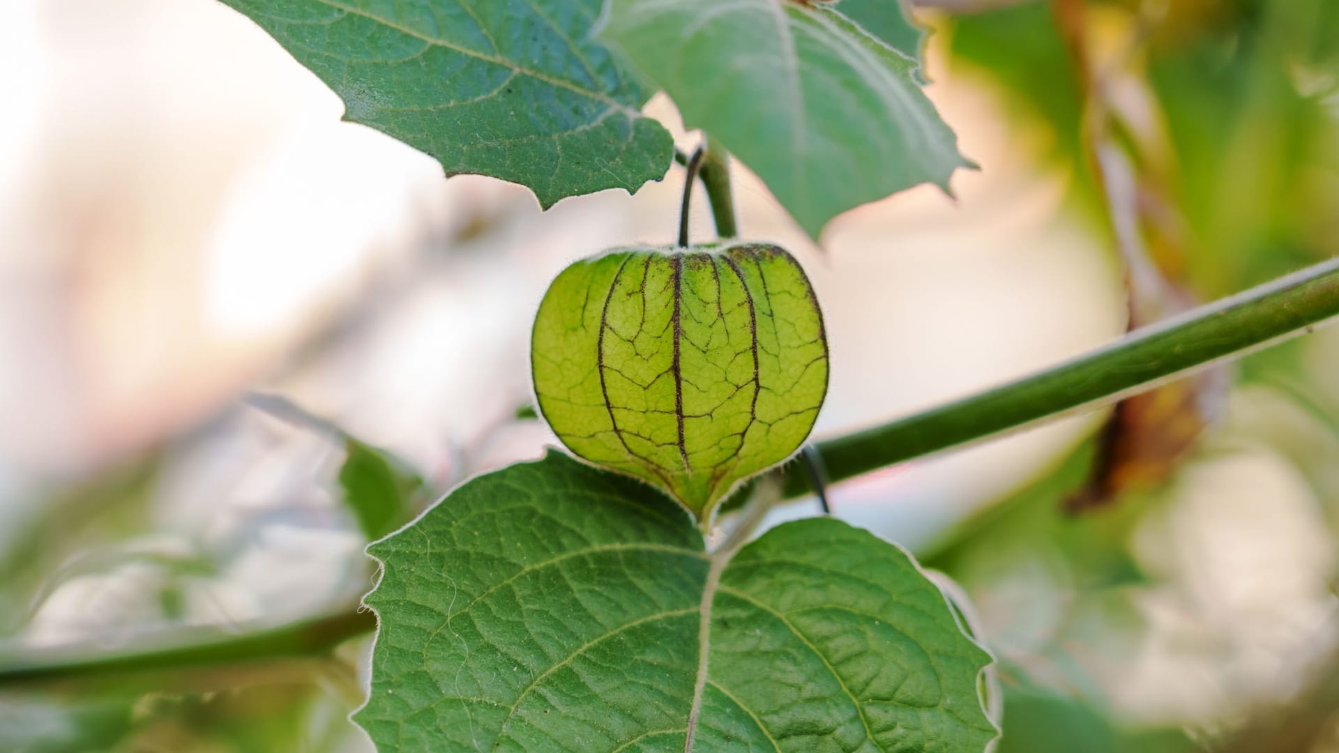 Von der Aussaat bis zur Ernte reifer Früchte dauert es bei Physalis häufig fünf bis sechs Monate.