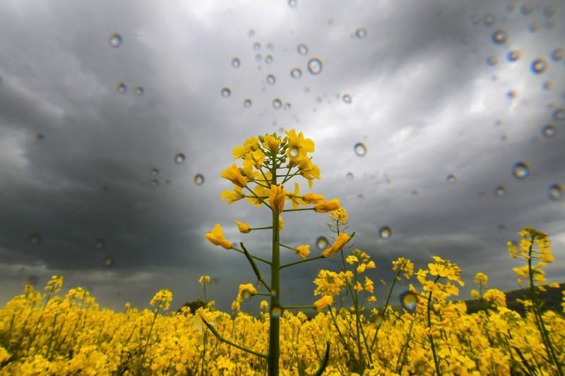 Ein Rapsfeld im Regen.