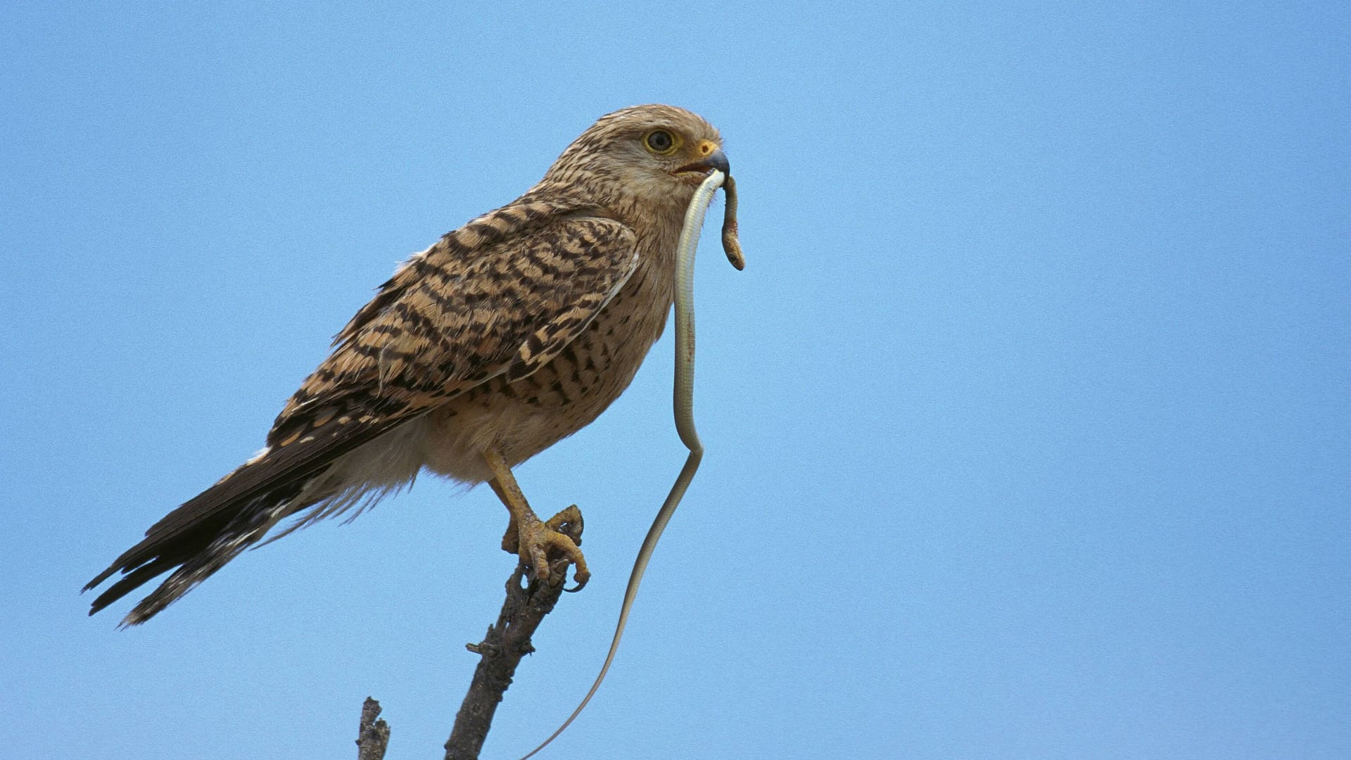 Falke mit Schlange im Schnabel (Symbolbild): Der Vogel hatte wohl seine Beute fallen lassen.