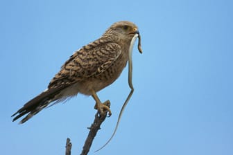 Falke mit Schlange im Schnabel (Symbolbild): Der Vogel hatte wohl seine Beute fallen lassen.
