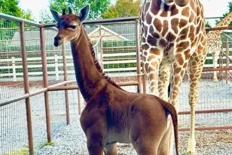Diese kleine Giraffe im Bright's Zoo im US-Bundesstaat Tennessee ist eine Rarität: Sie kam ohne die typischen Flecken zur Welt.
