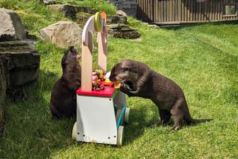 Die Otter-Senioren Bibi und Dusty freuen sich über verstecktes Futter im Eisladen.
