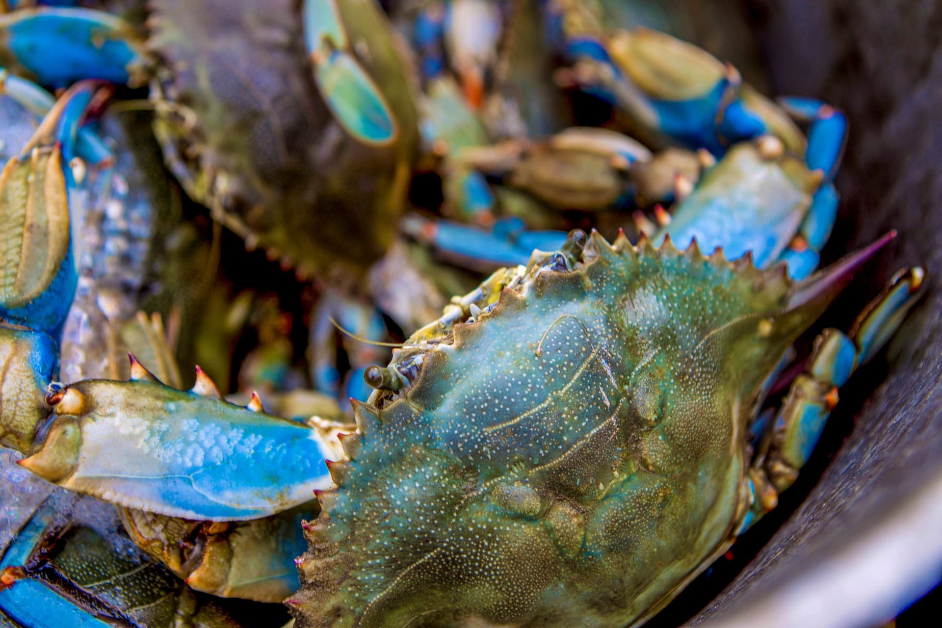 Zahlreiche Blaukrabben in einem Eimer (Symbolbild): Was in den USA schon längst als Leckerbissen etabliert ist, soll in Italien nun die Fischerei und Muschelproduktion retten.