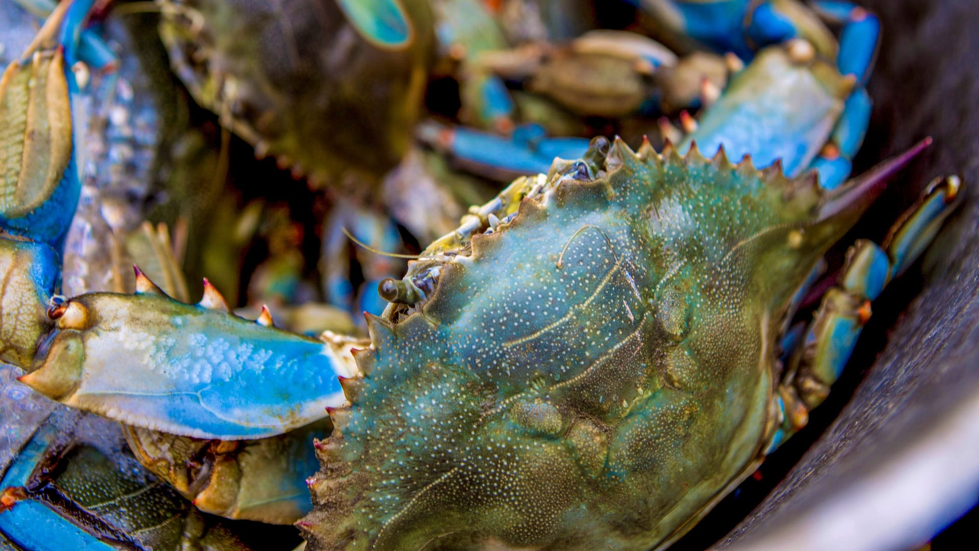 Zahlreiche Blaukrabben in einem Eimer (Symbolbild): Was in den USA schon längst als Leckerbissen etabliert ist, soll in Italien nun die Fischerei und Muschelproduktion retten.