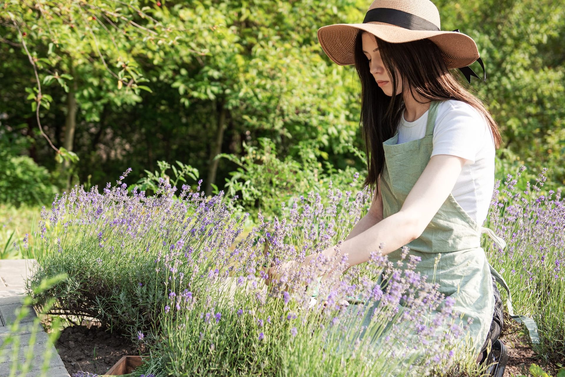 Lavendel sollte man nicht im Herbst zurückschneiden.