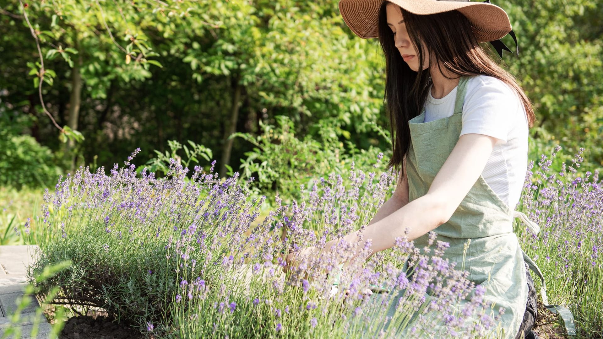 Lavendel sollte man nicht im Herbst zurückschneiden.