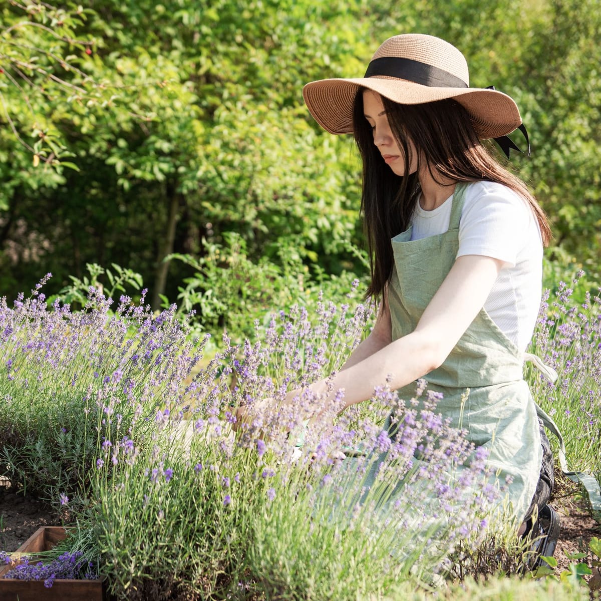 Was mache ich mit Lavendel im Herbst?