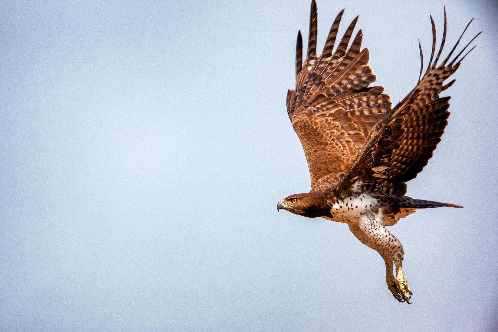 Ein Kampfadler im Flug, fotografiert von Markus Lanz.