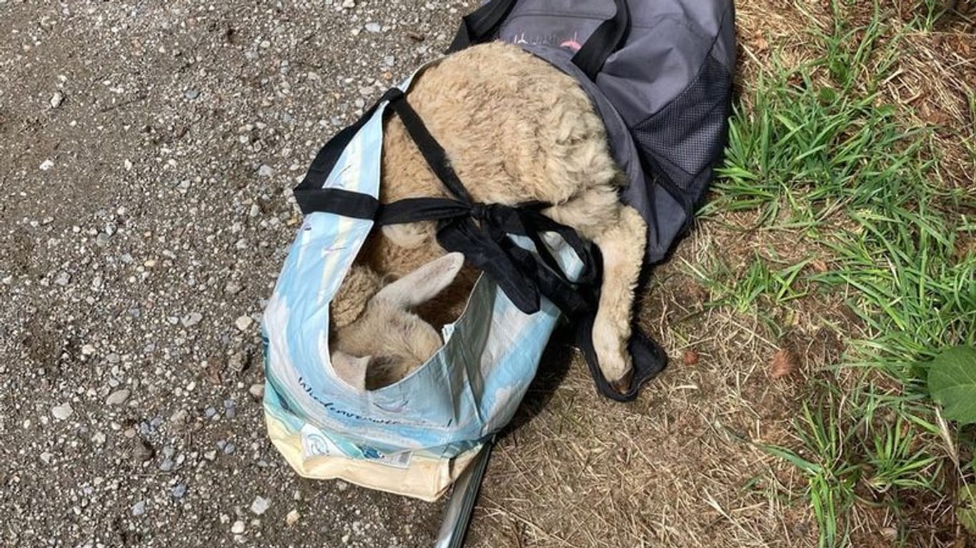 Ein Schaf liegt in einer Tasche: Es war von einer Frau entführt worden.