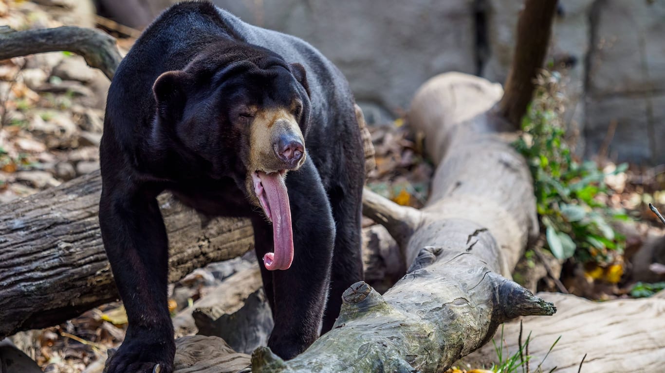 Lange Zunge, kurzer Körper: Malaienbären sind mit ihren maximal 1,50 Metern Körperlänge die kleinste Bärenart der Erde.