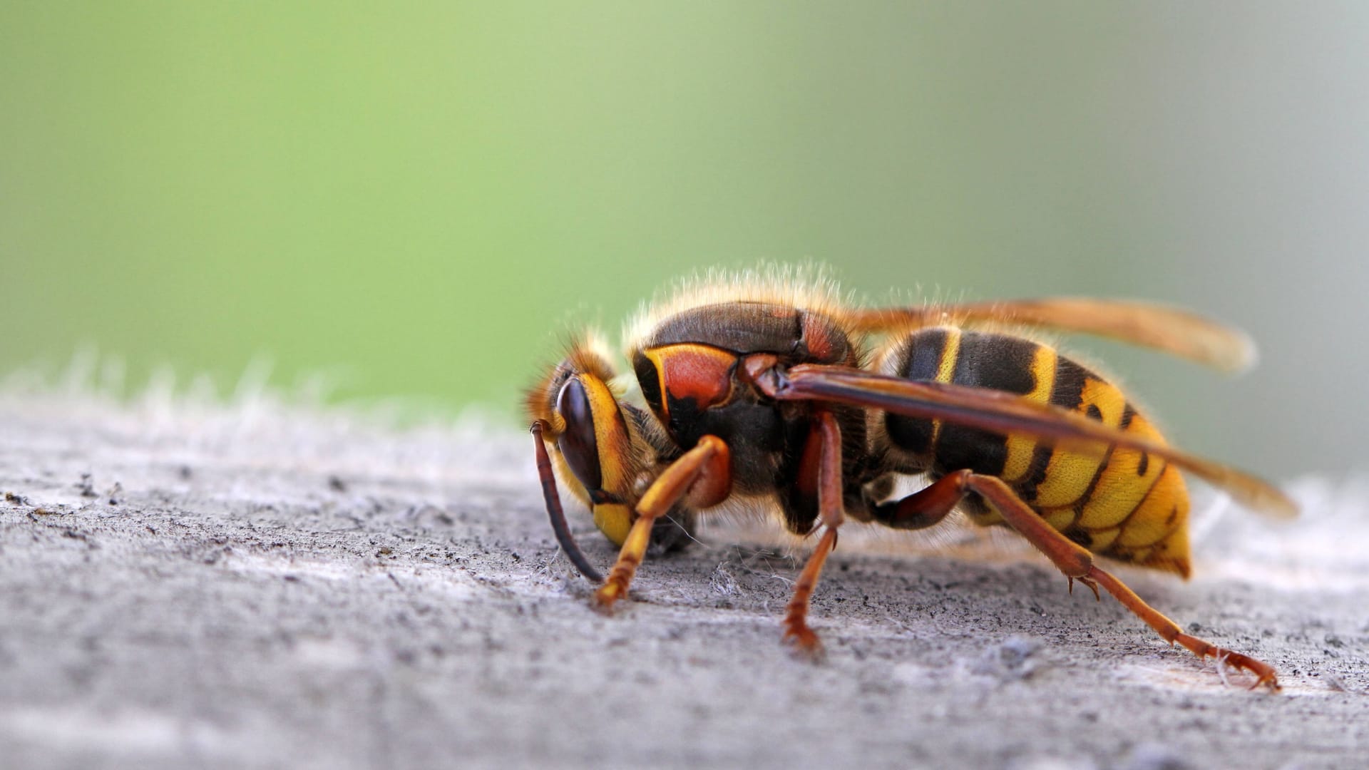 Großer Brummer: Sie sieht bedrohlich aus, doch Hornissen sind in der Regel friedliche Riesen unter den Insekten.