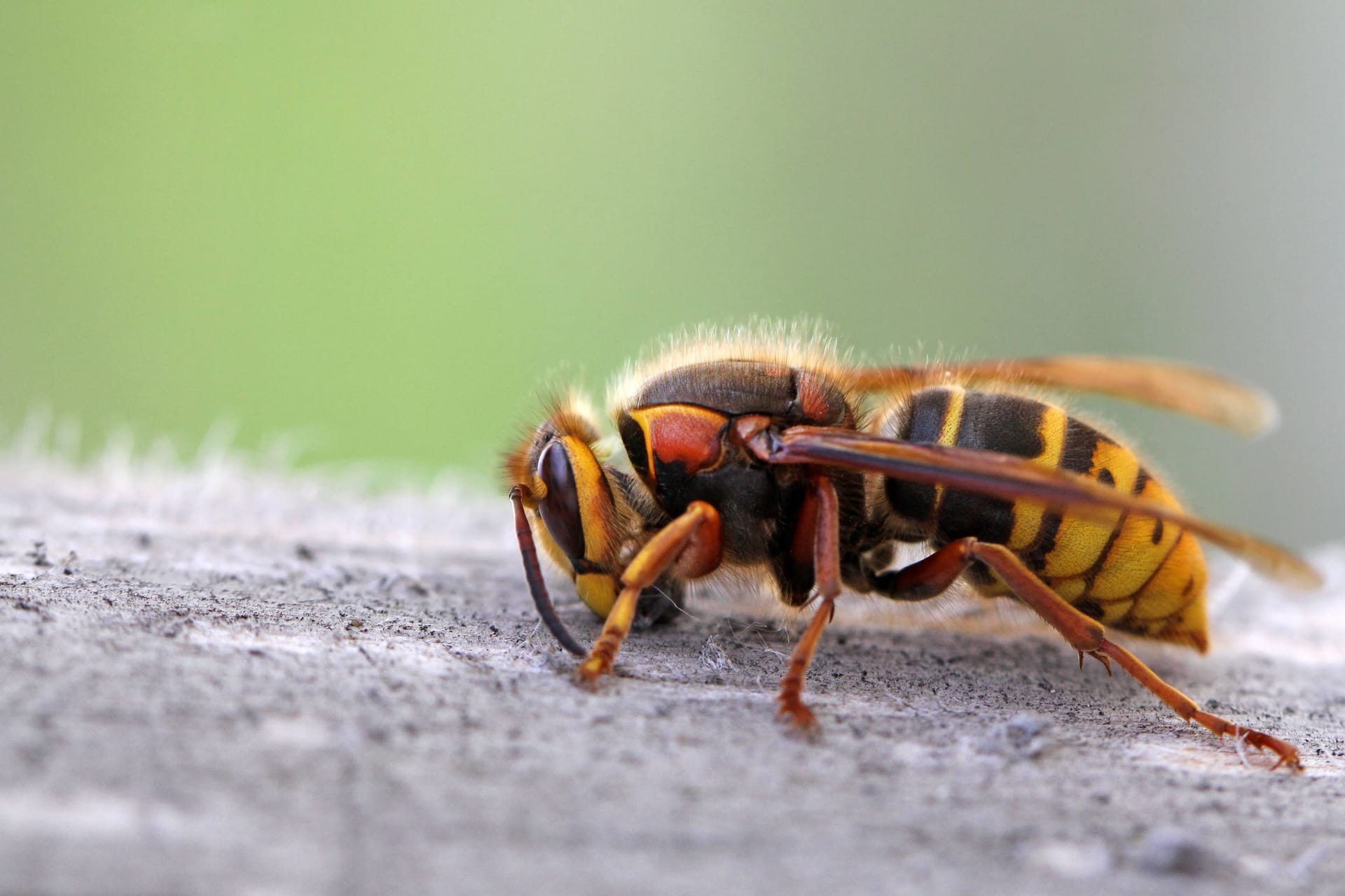 Großer Brummer: Sie sieht bedrohlich aus, doch Hornissen sind in der Regel friedliche Riesen unter den Insekten.