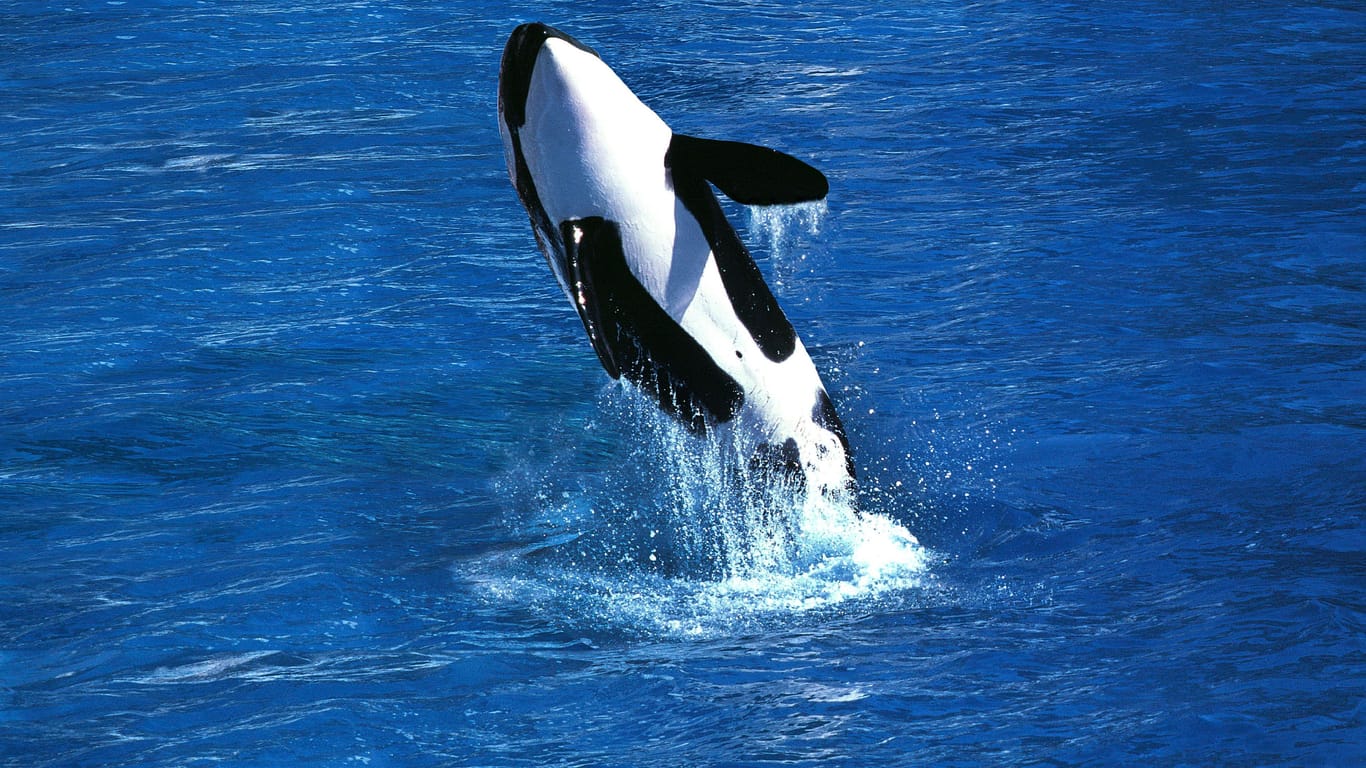 Orca (Symbolbild): Die Tiere greifen immer wieder Segelboote an.