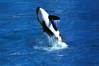 Orca (Symbolbild): Die Tiere greifen immer wieder Segelboote an. Orca (Symbolbild): Die Tiere greifen immer wieder Segelboote an.