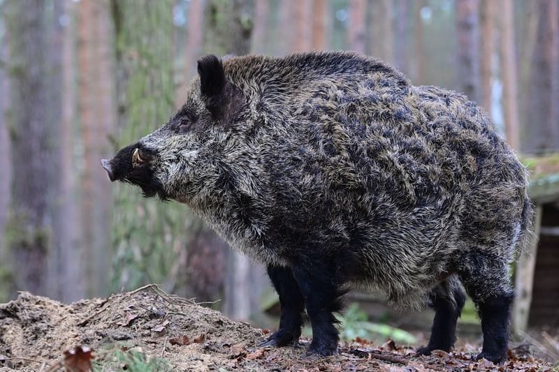 Wildschwein in einem Wildpark (Symbolbild): Das Wildtier flüchtete durch einen Fluss vor der Polizei.