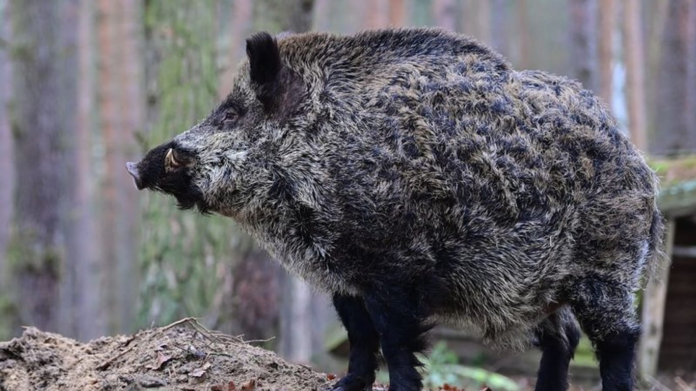 Wildschwein in einem Wildpark (Symbolbild): Das Wildtier flüchtete durch einen Fluss vor der Polizei.