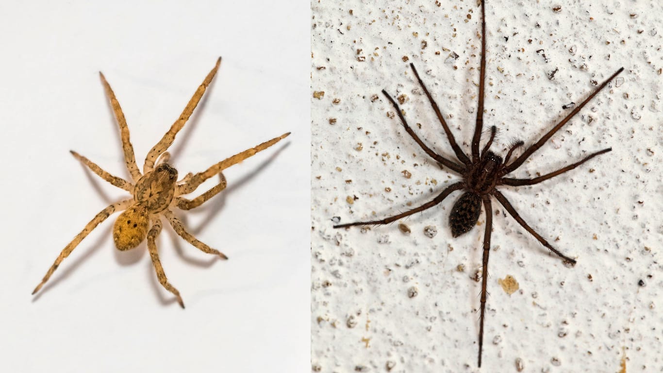 Links: Nosferatu-Spinne (Zoropsis spinimana), männlich | rechts: Große Winkelspinne (Tegenaria atrica)