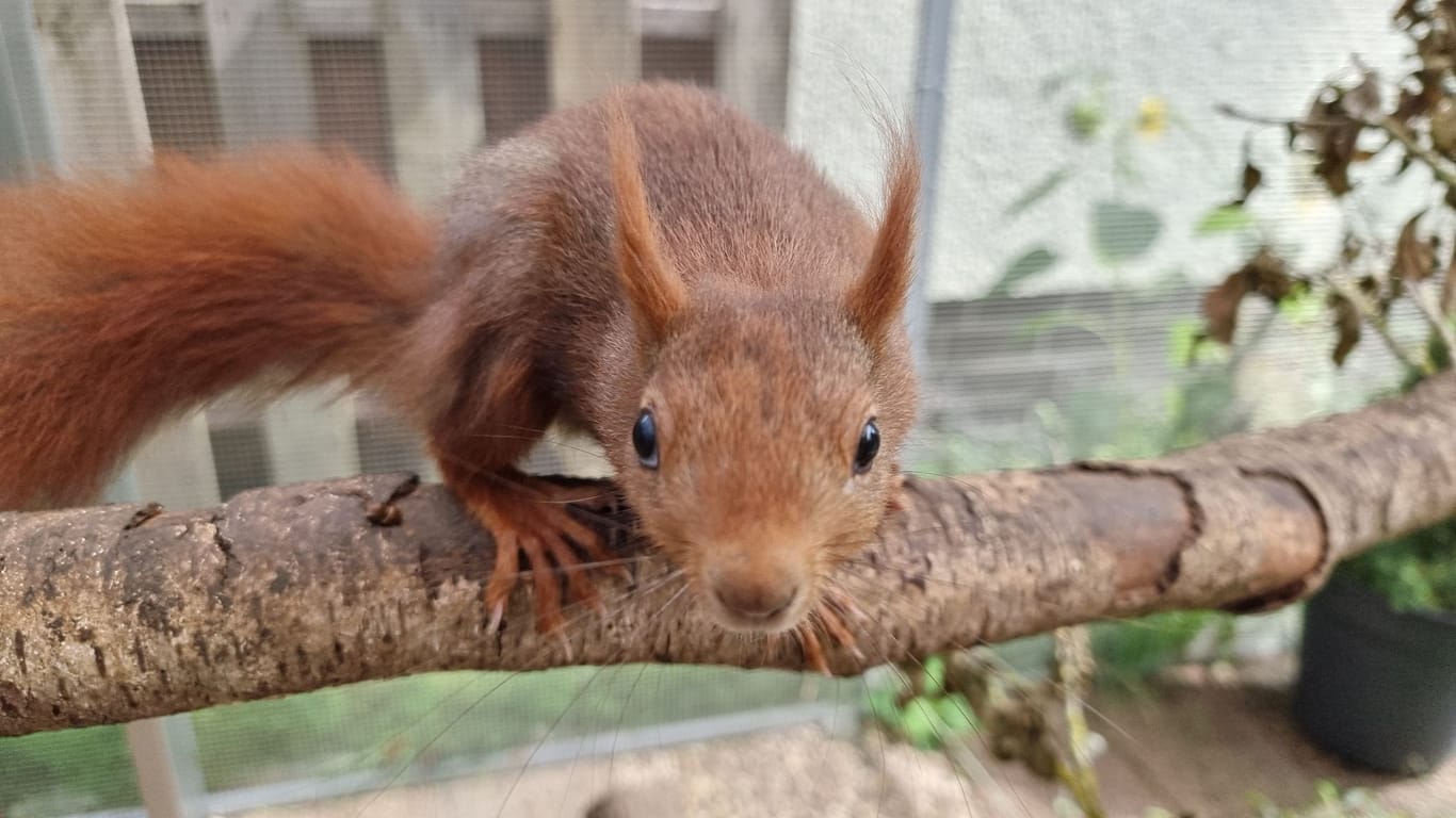 Eichhörnchen-Retterin
