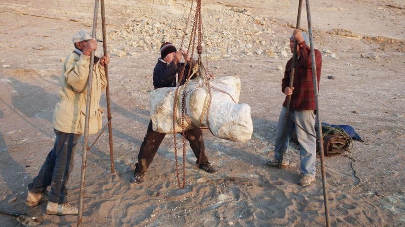 Transport eines Exemplars des Perucetus colossus (Archivbild): Entdeckt wurde das Skelett bereits vor zehn Jahren in Südperu.