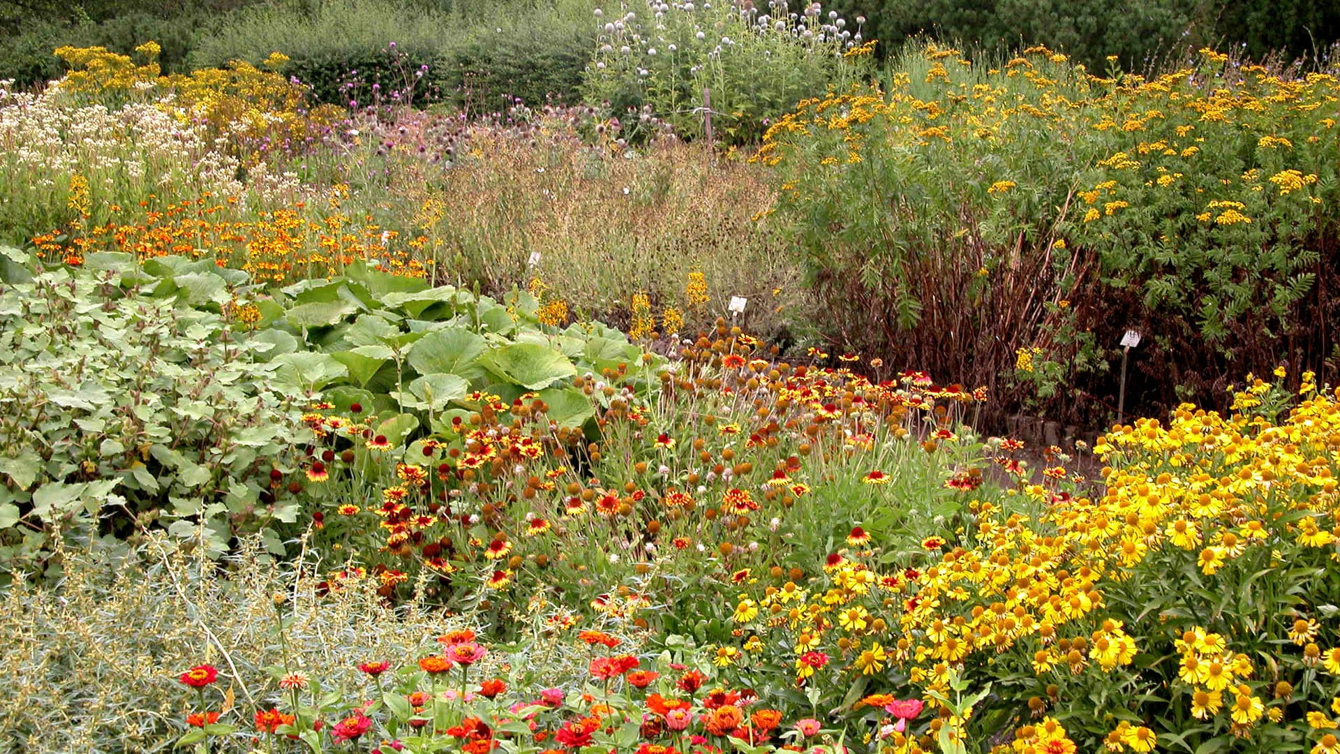 Pflanzen im Botanischen Garten Berlin: