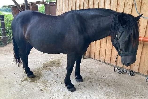 Das frisierte Pferd: Unbekannte Täter haben die Mähne abgeschnitten.