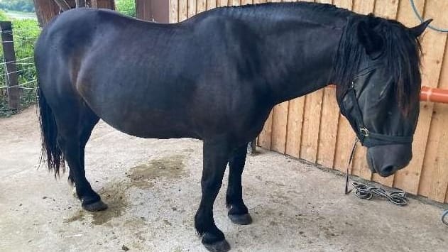 Das frisierte Pferd: Unbekannte Täter haben die Mähne abgeschnitten.