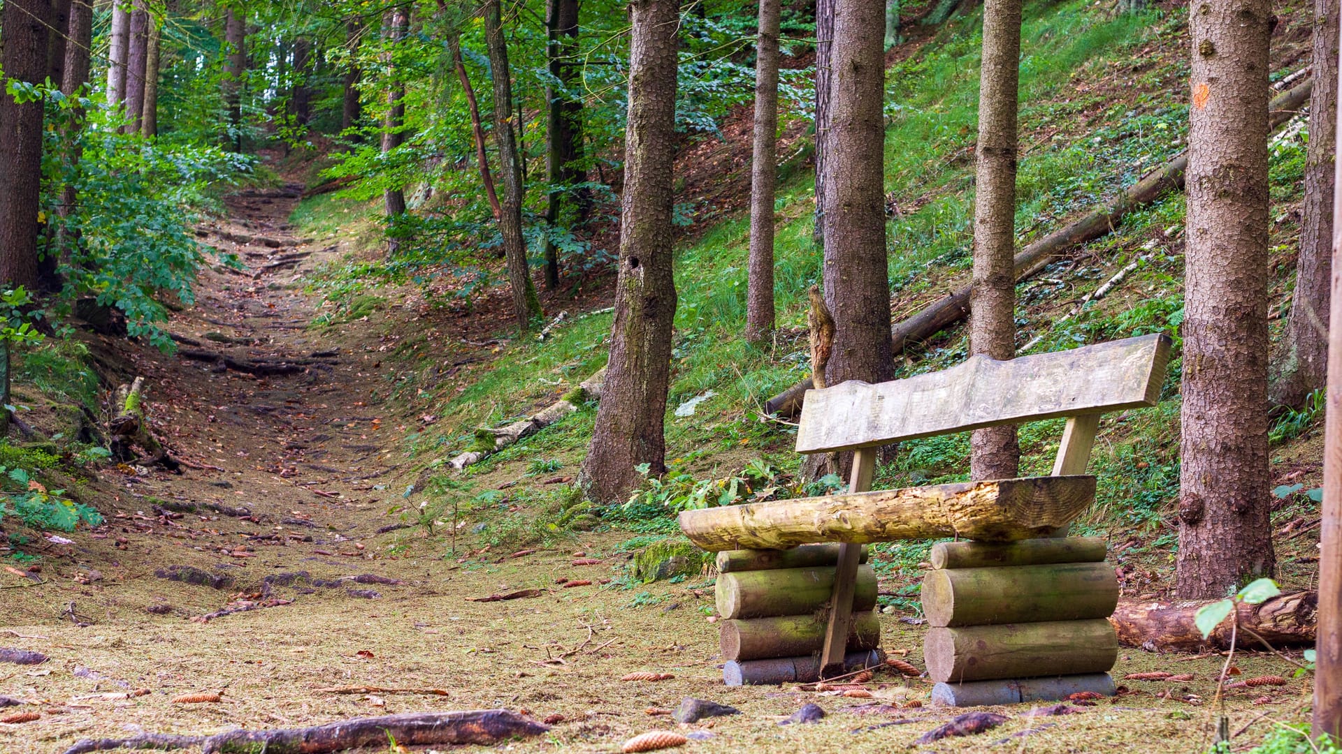 Parkbank auf dem Malerweg: Der Wanderweg gehört zu den beliebtesten Deutschlands.