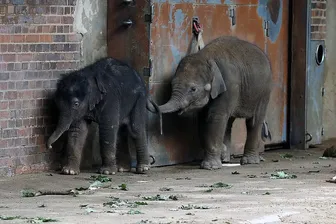 Die sieben Monate alte Bao Ngoc (r.) berüsselt ihre kleine Halbschwester: Freitagnacht kam das jüngste Mitglied der Leipziger Elefantenherde zur Welt.