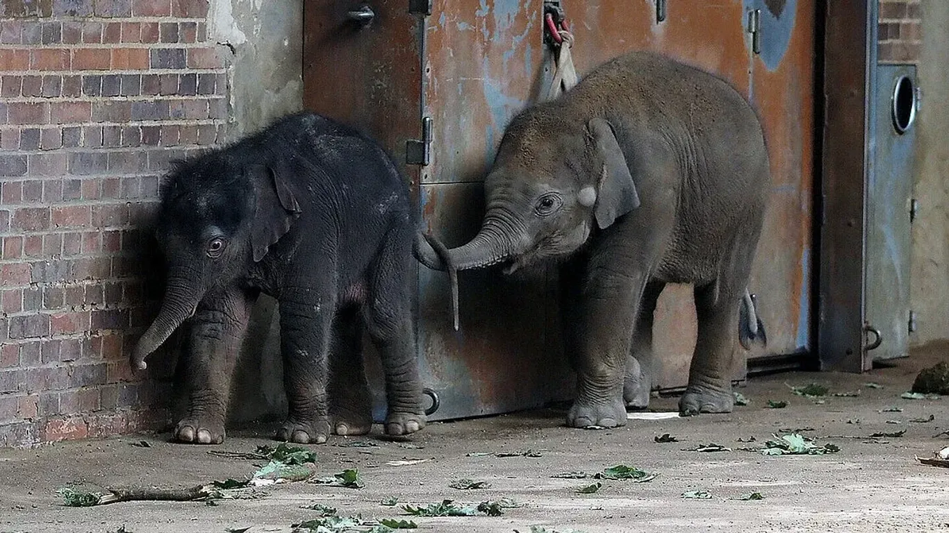 Die sieben Monate alte Bao Ngoc (r.) berüsselt ihre kleine Halbschwester: Freitagnacht kam das jüngste Mitglied der Leipziger Elefantenherde zur Welt.