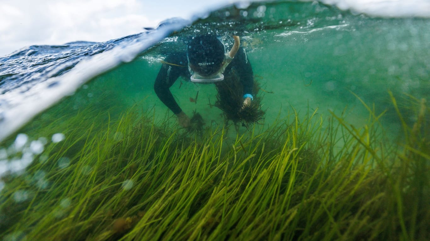 SeaStore Seagrass Restoration Project in Baltic Sea fights climate change