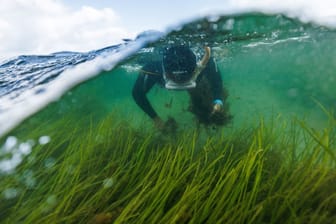 SeaStore Seagrass Restoration Project in Baltic Sea fights climate change