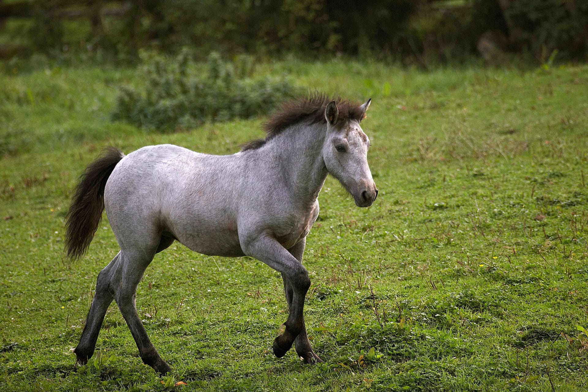 Foto eines Ponys auf einer Wiese