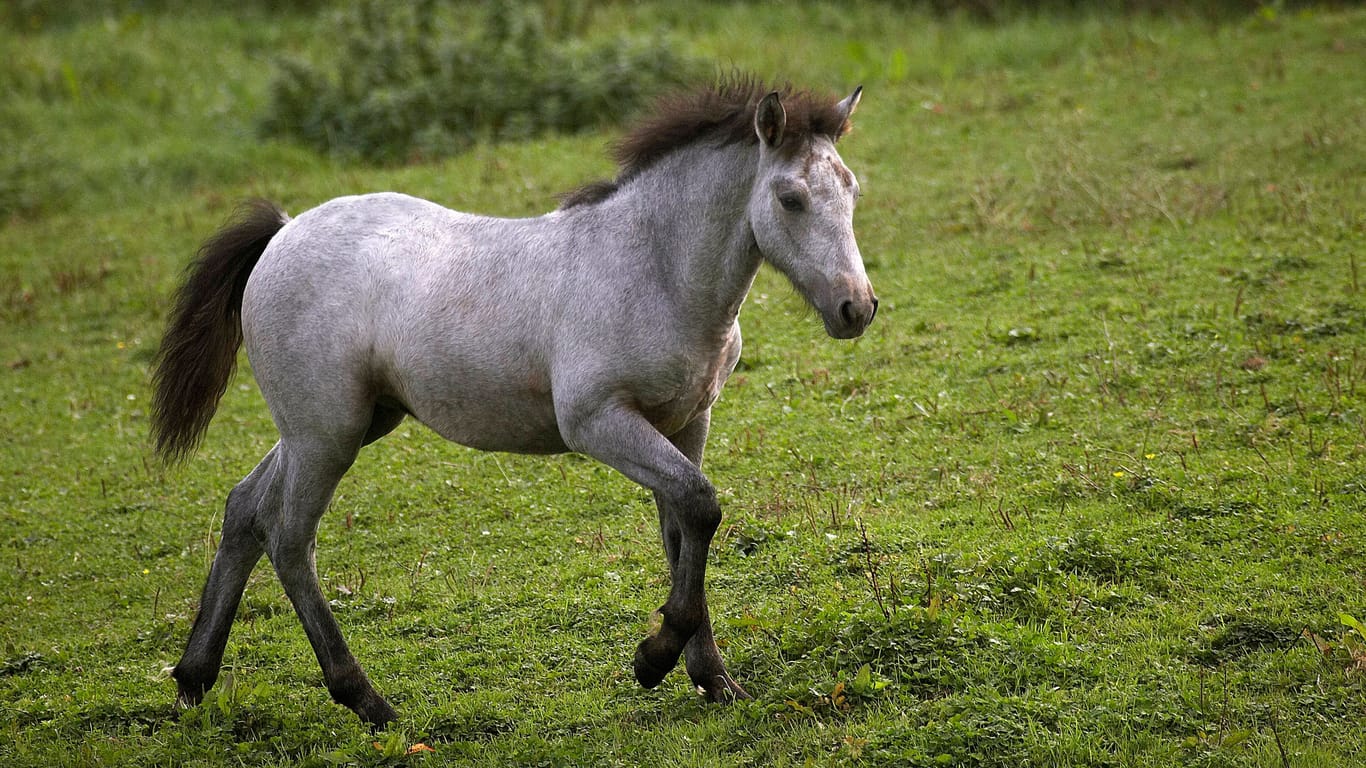 Foto eines Ponys auf einer Wiese