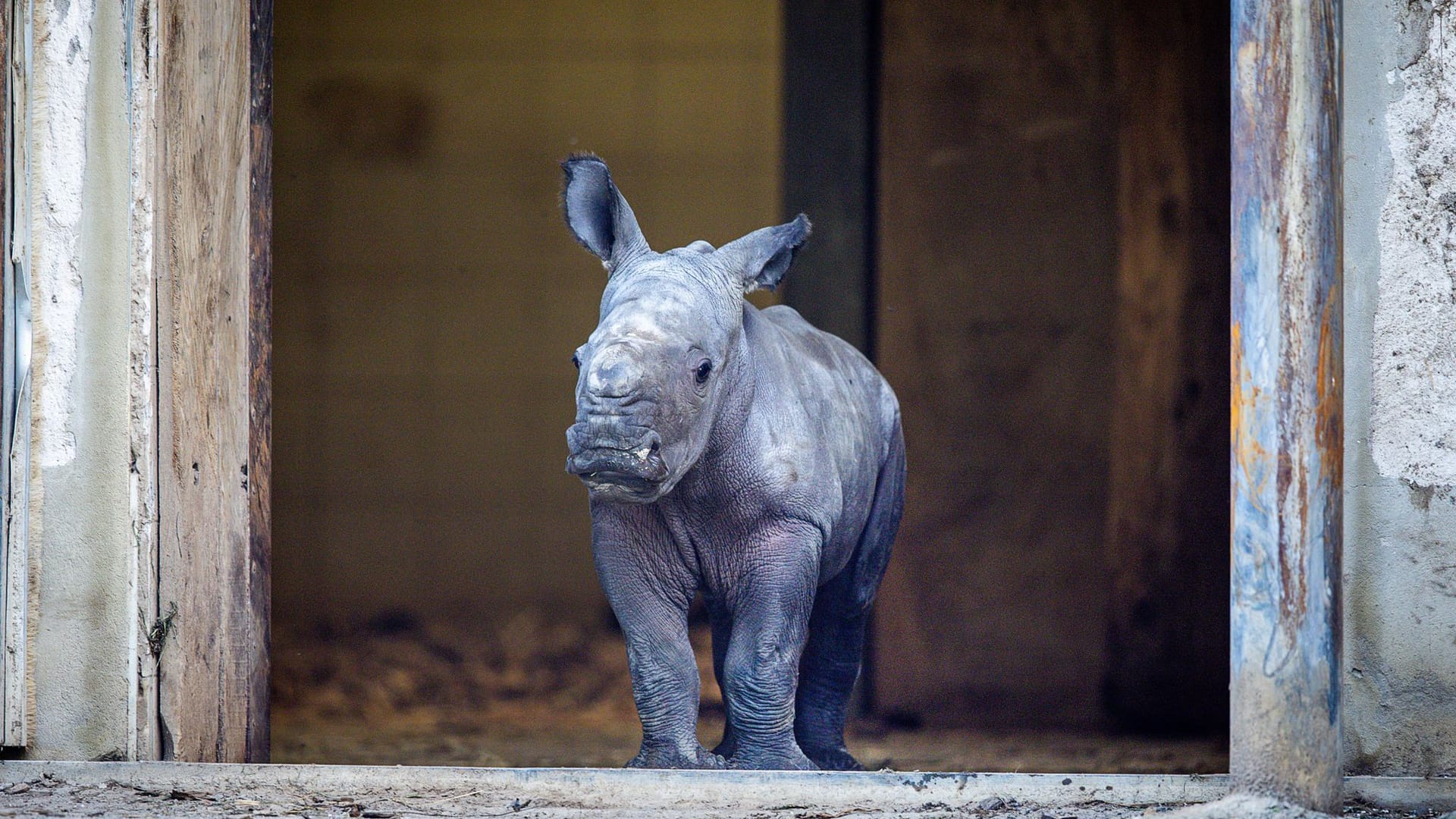 Schwerin: Nach einer Tragzeit von 526 Tagen hat Nashornmama Clara bei einer schnellen Geburt ohne Komplikationen das kleine Nashorn auf die Welt gebracht.