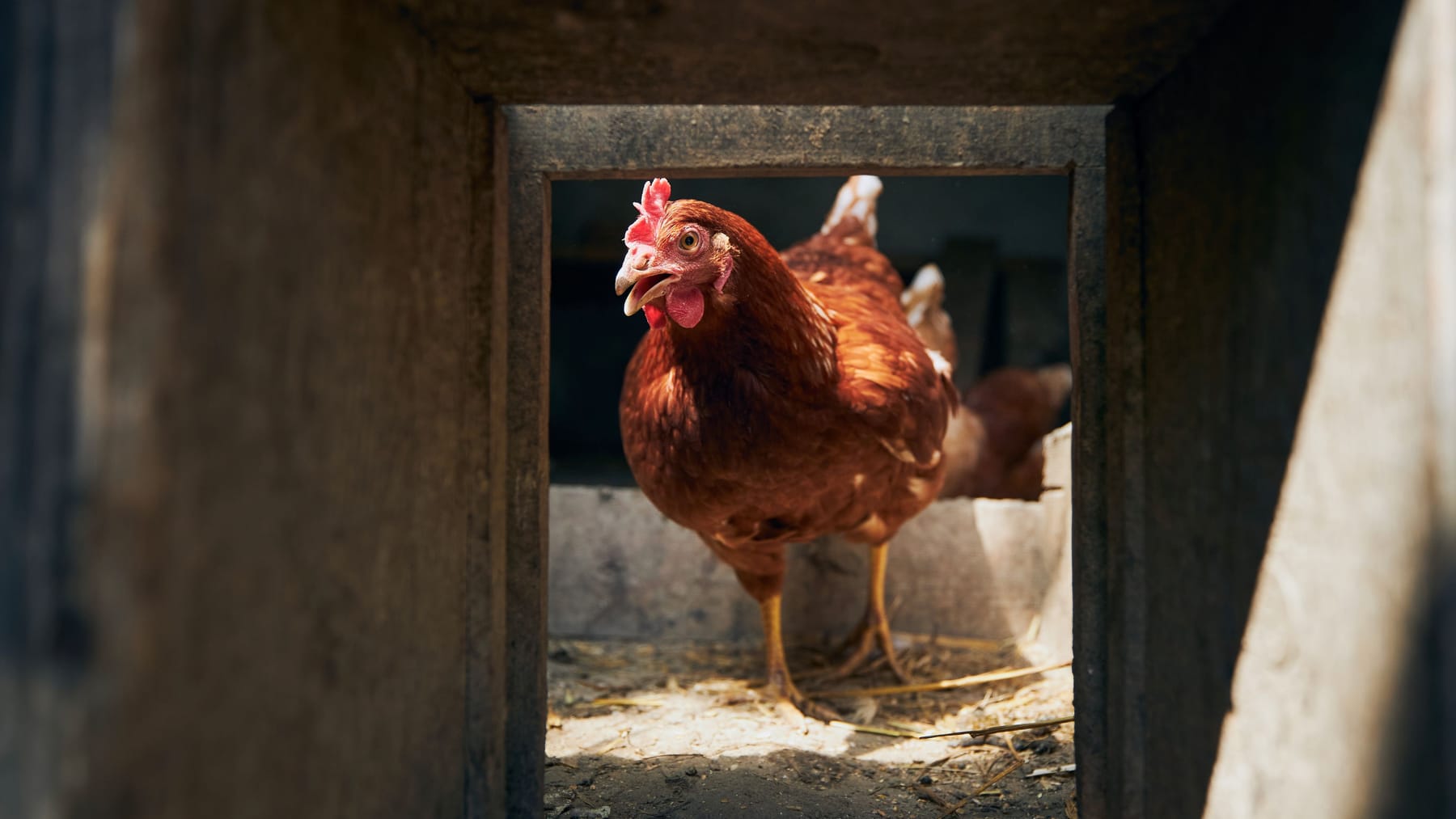 Ostern Das große EierProblem Sind BioEier besser?