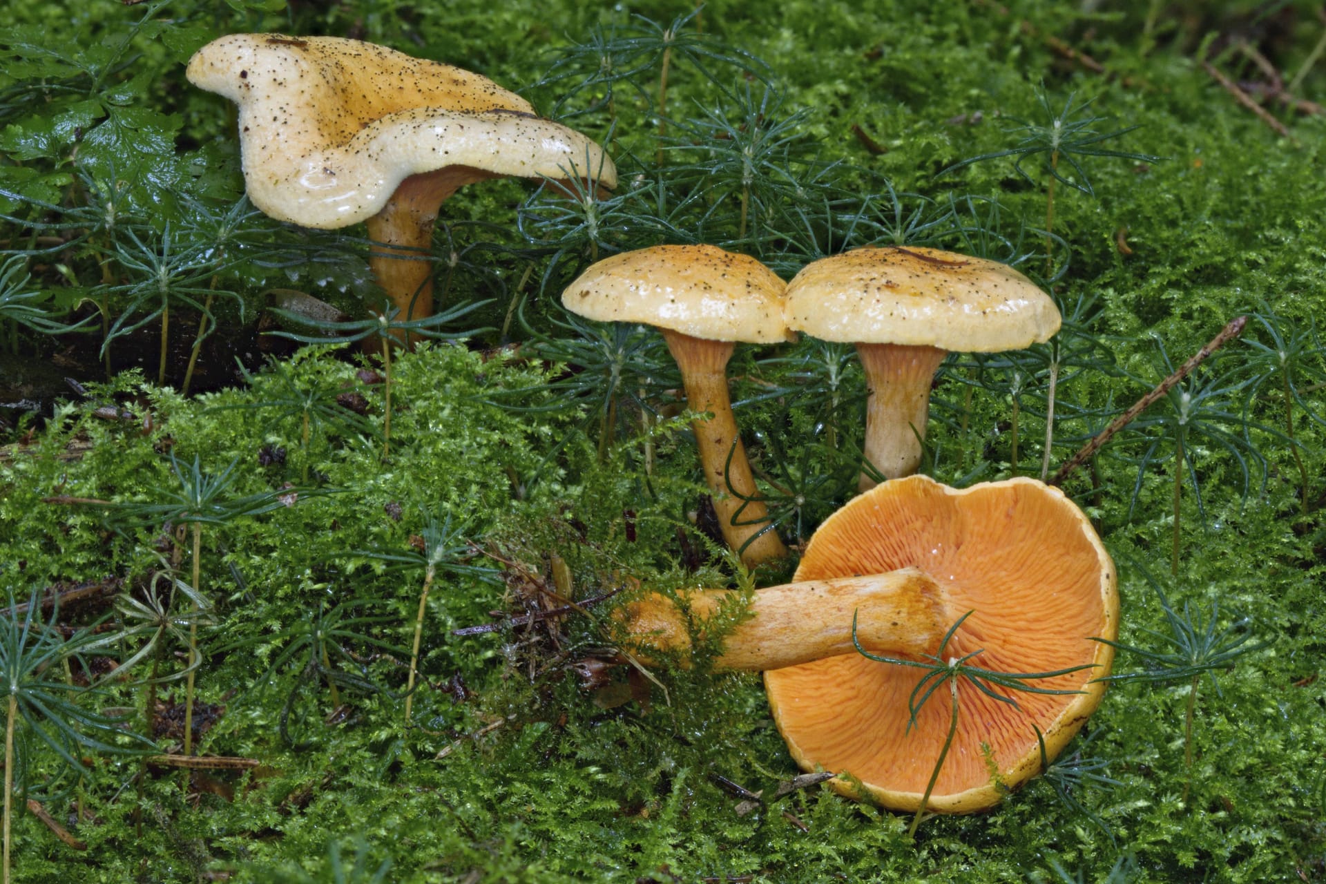 Falscher Pfifferling: Der Pilz wird auch Falscher Eierschwamm genannt.