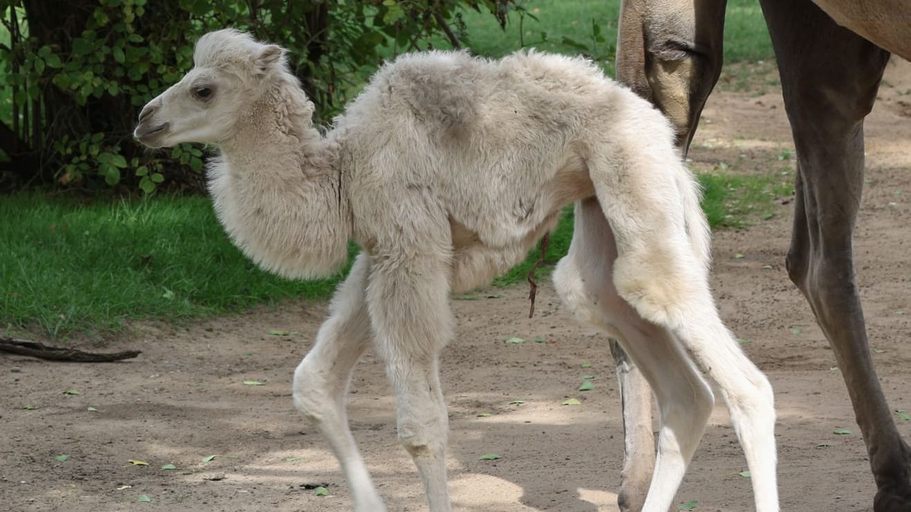 Im Kölner Zoo wurde ein weißes Trampeltier geboren.