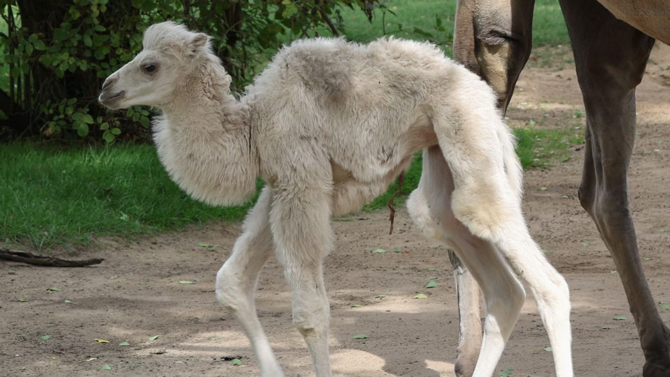 Im Kölner Zoo wurde ein weißes Trampeltier geboren.