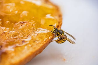 Wespen werden von süßen Nahrungsmitteln angezogen.