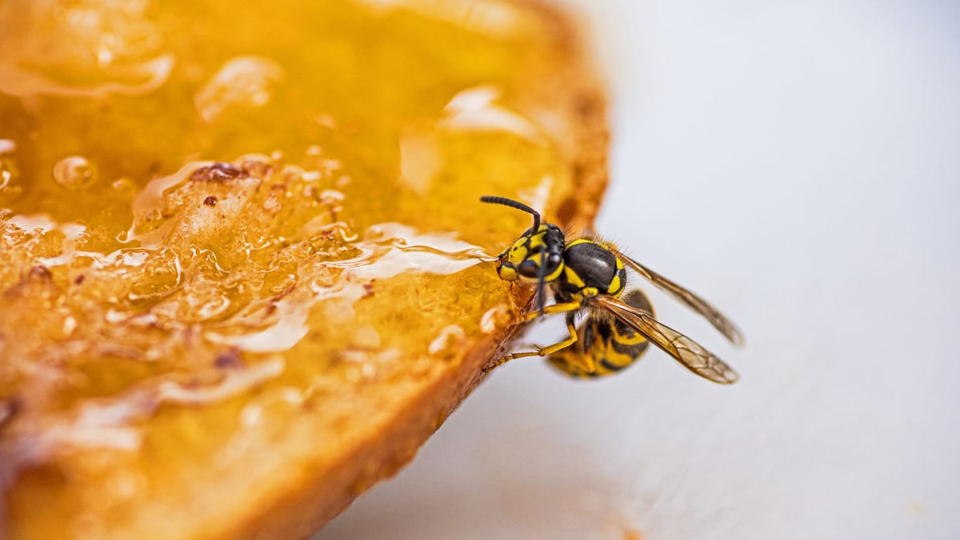 Wespen werden von süßen Nahrungsmitteln angezogen.