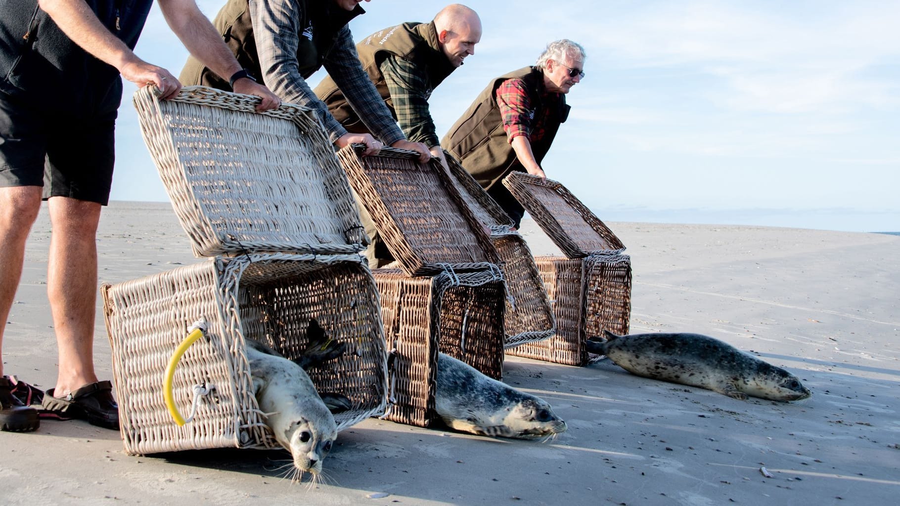 Insel Juist: Seehunde robben am Ostende der Insel Juist ins Wasser. Nach einer erfolgreichen Aufzucht in der Seehundstation Norddeich sind die vier Seehunde Mokki, Berthold, Choupinette und Fine ausgewildert worden.