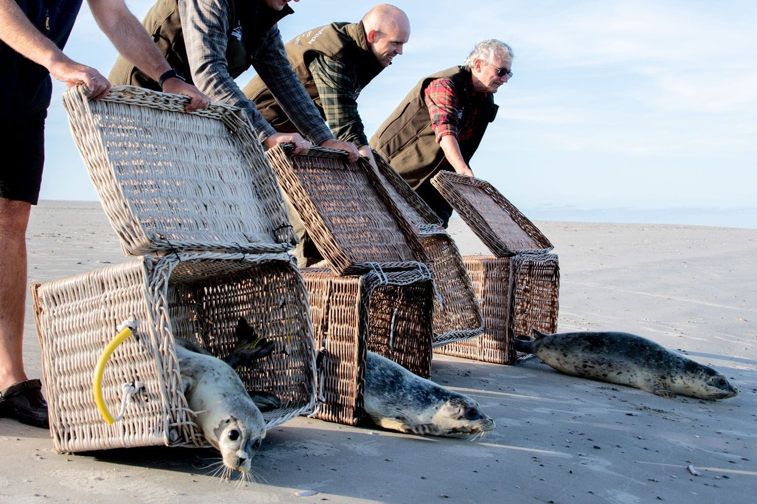 Insel Juist: Seehunde robben am Ostende der Insel Juist ins Wasser. Nach einer erfolgreichen Aufzucht in der Seehundstation Norddeich sind die vier Seehunde Mokki, Berthold, Choupinette und Fine ausgewildert worden.