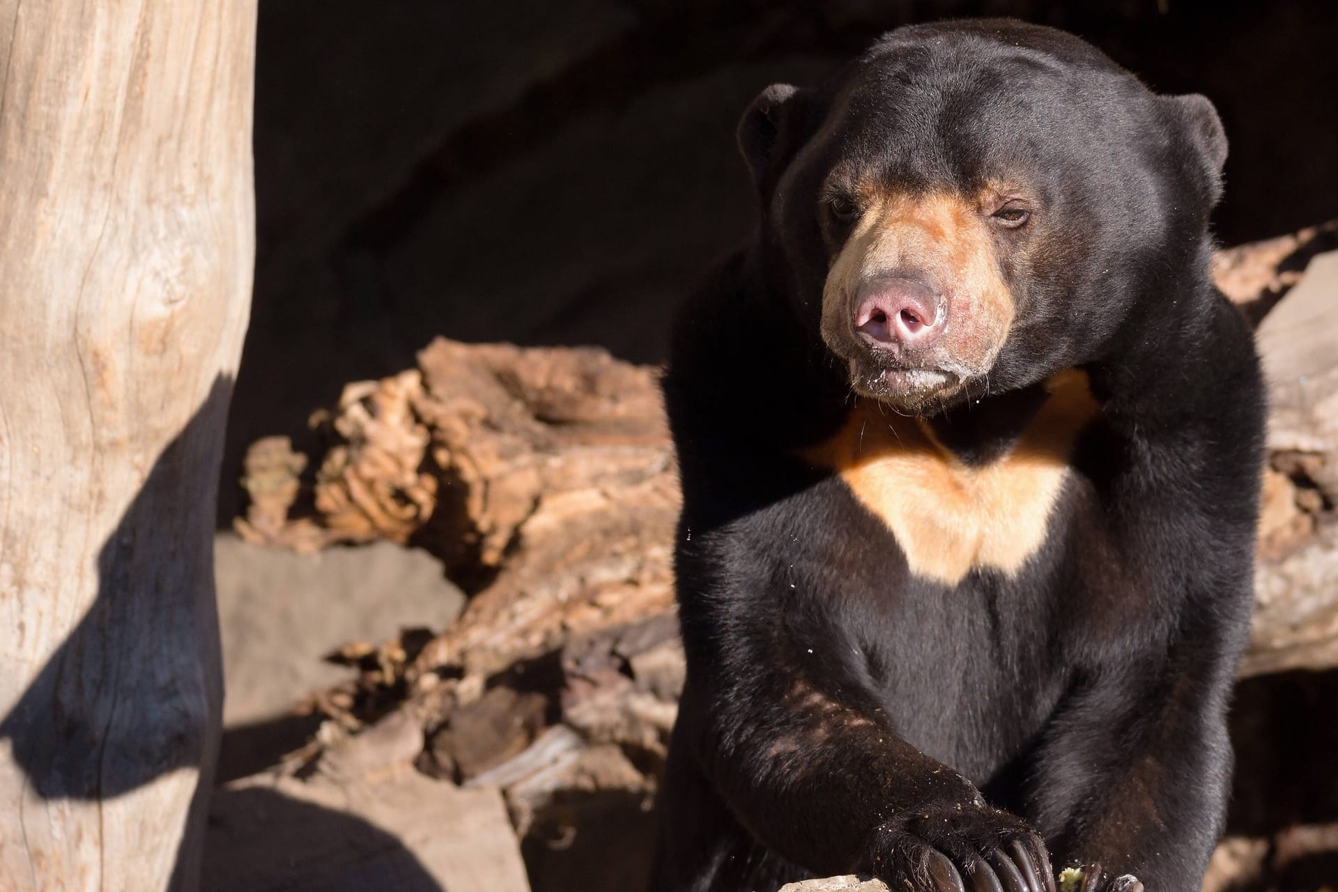 Ein Malaienbär in einem Tierpark: Das Verhalten eines solchen Tieres hat in China für Aufsehen gesorgt.