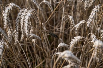 Qualität leidet - Regen bremst Getreideernte aus