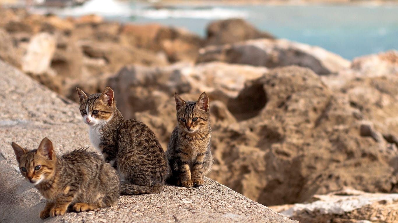 Kätzchen am Meer auf der Insel Zypern: Das Medikament wird in Tablettenform von Tierärzten verabreicht.