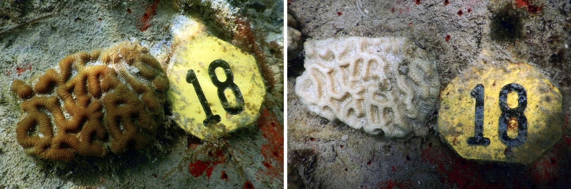 Foto-Vergleich derselben Koralle in den Gewässern vor Miami: Rechts im Januar 2023, links im Juli 2023.