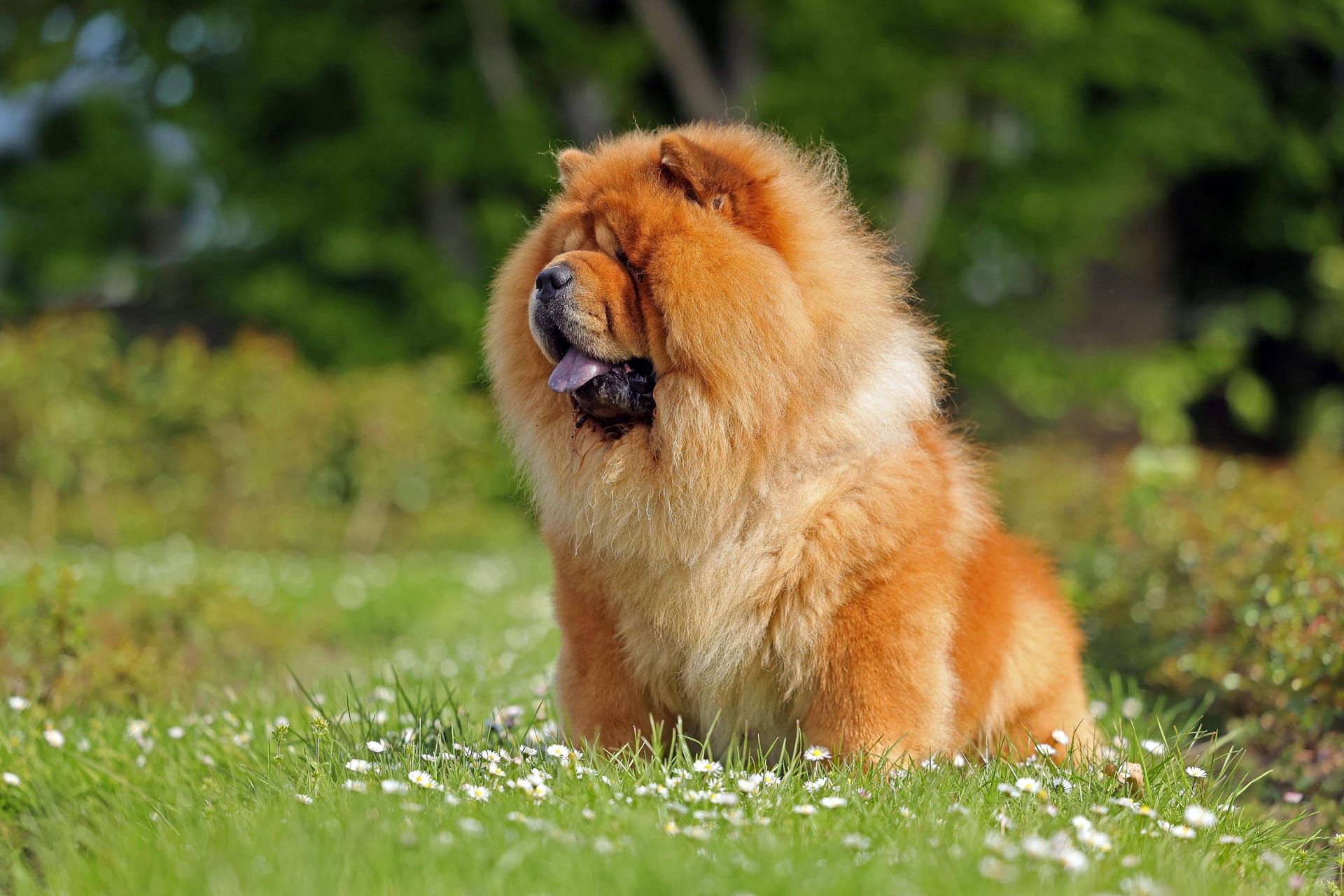 Ein Chow Chow auf einer Blumenwiese (Symbolbild): Das Fell der Hunde braucht extra viel Pflege.