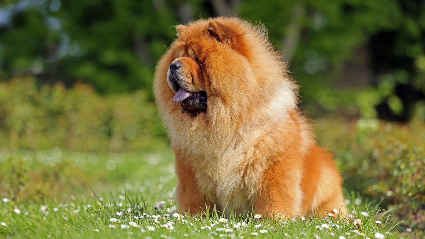 Ein Chow Chow auf einer Blumenwiese (Symbolbild): Das Fell der Hunde braucht extra viel Pflege.