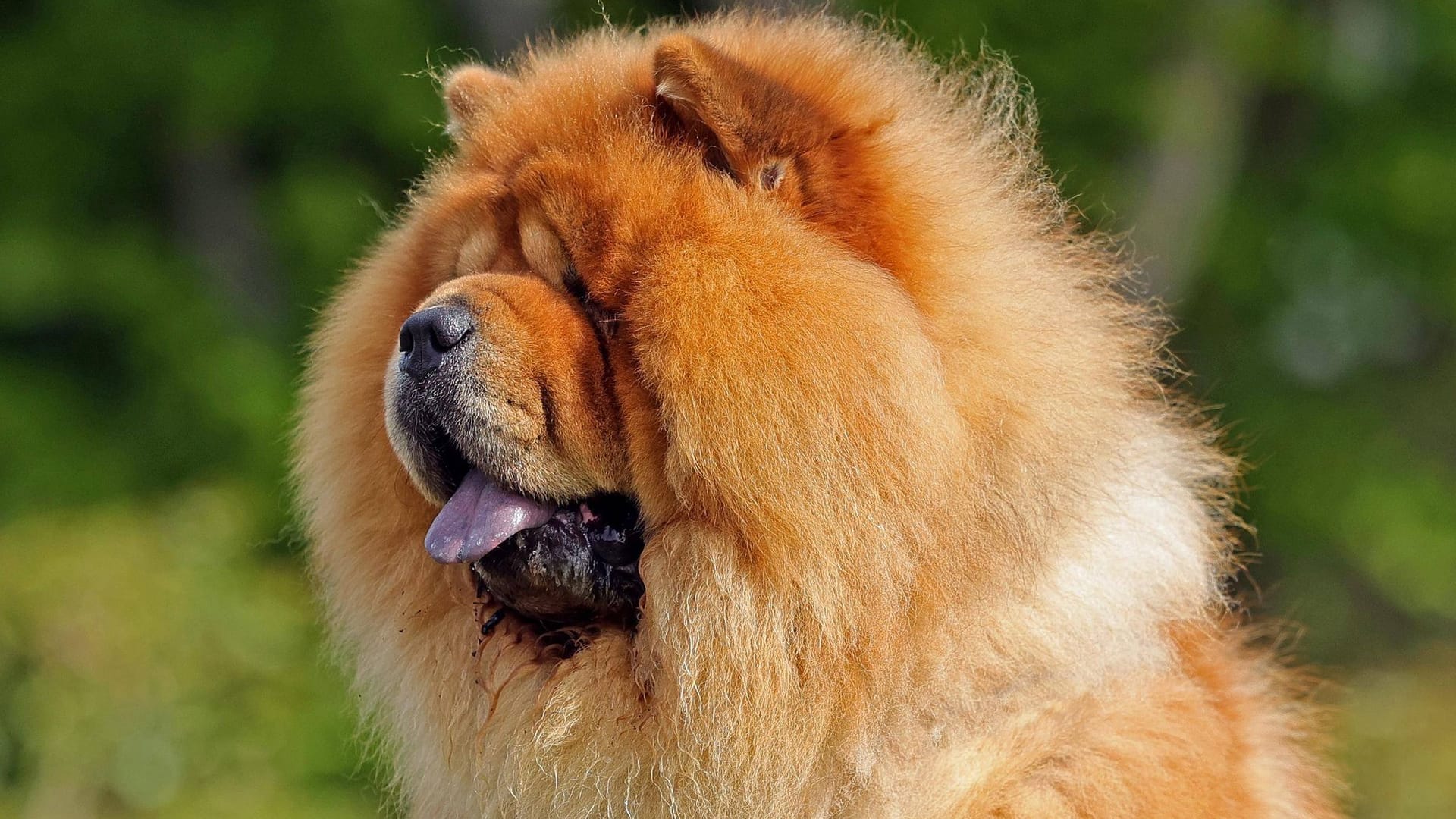 Ein Chow Chow auf einer Blumenwiese (Symbolbild): Das Fell der Hunde braucht extra viel Pflege. Ein Chow Chow auf einer Blumenwiese (Symbolbild): Das Fell der Hunde braucht extra viel Pflege.