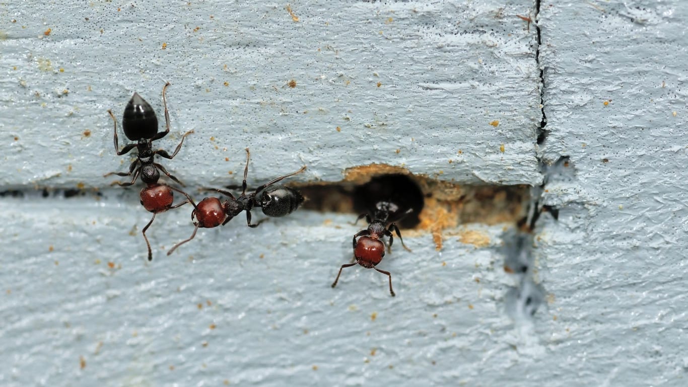 Wenn Sie einen Riss in der Mauer haben, können Ameisen leicht in Ihr Haus gelangen.